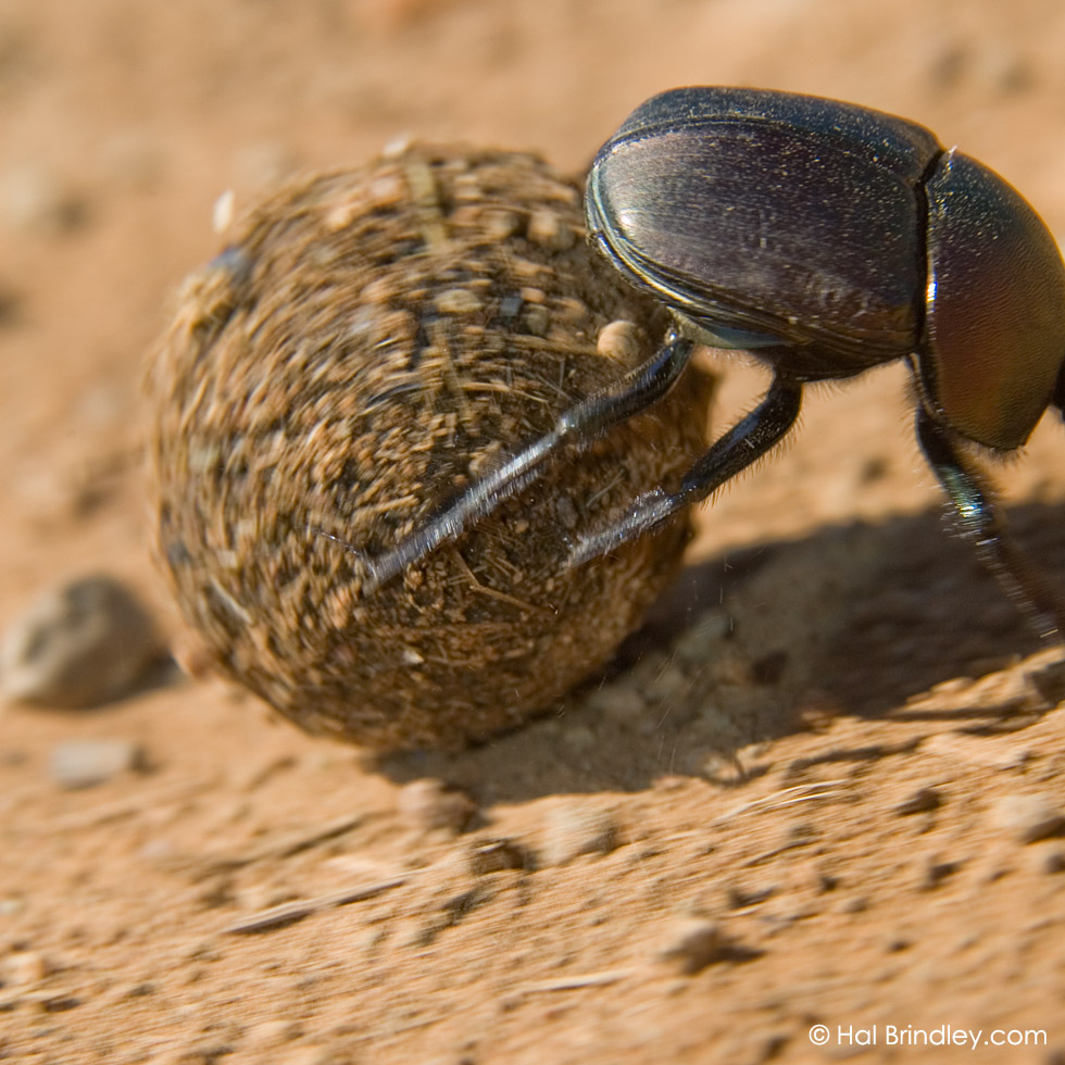 Dung Beetle rolling a ball of rhino dung, Hlane Royal National Park, Swaziland