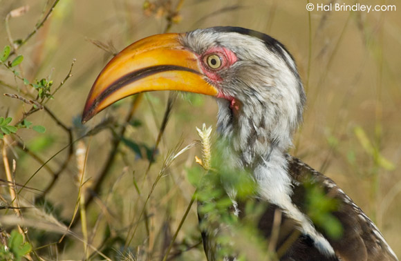 Southern Yellow-billed Hornbill (Tockus leucomelas) Kruger National Park, South Africa