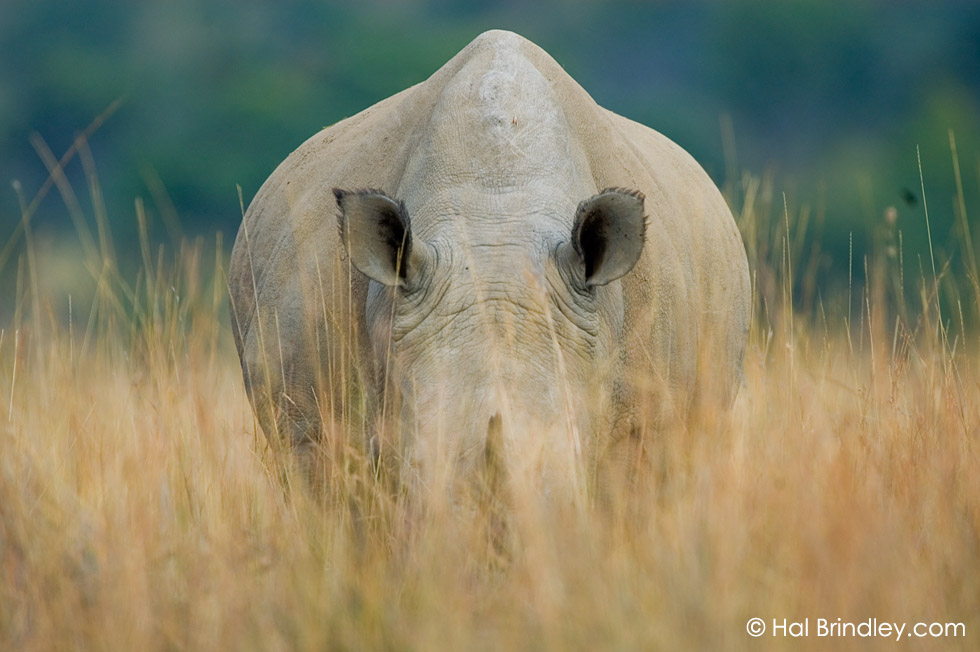 White Rhinoceros (Ceratotherium simum) Pilanesberg National Park, South Africa