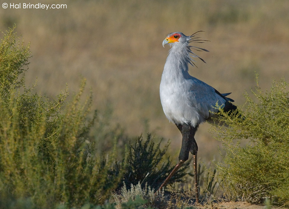 Secretarybird (Sagittarius serpentarius) Kalahari, Kgalagadi Transfrontier Park South Africa
