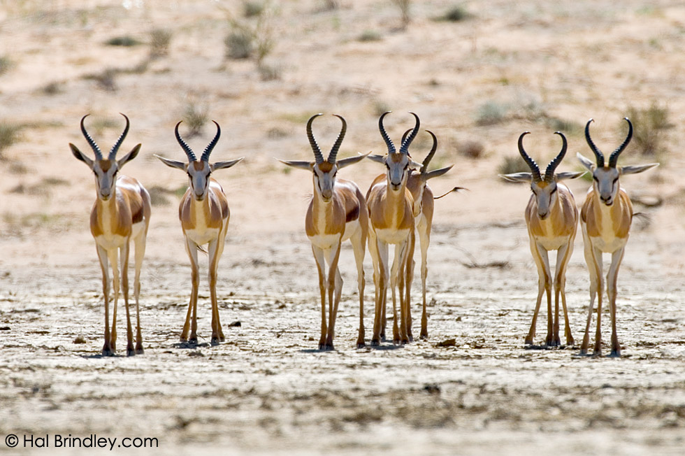 Springboks (Antidorcas marsupialis) Kalahari, Kgalagadi Transfrontier Park South Africa