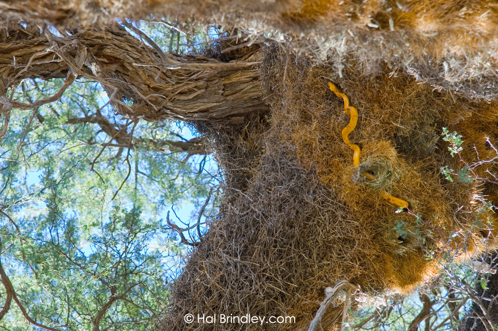 Cape Cobra (Naja nivea) in Sociable Weaver nests (Philetairus socius) Kalahari, Kgalagadi Transfrontier Park, South Africa