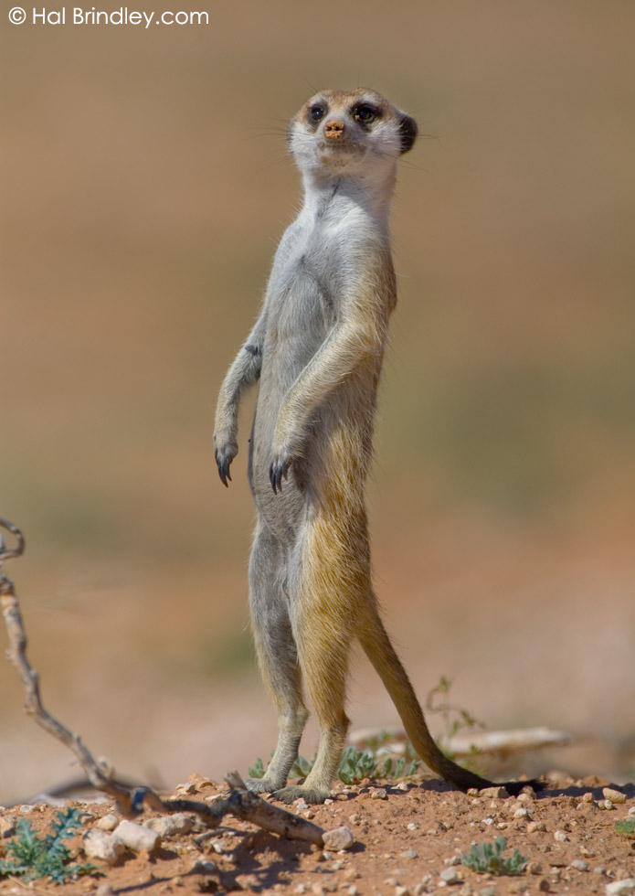 Meerkat (aka Suricate) (Suricata suricata) Kalahari, Kgalagadi Transfrontier Park, South Africa
