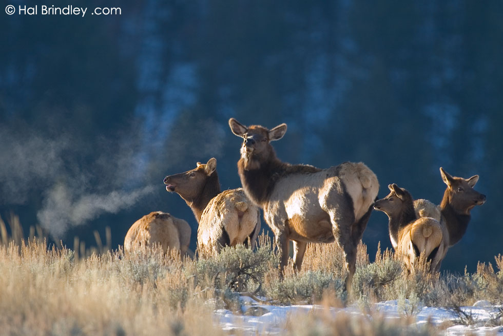 Female elk. Yellowstone NP
