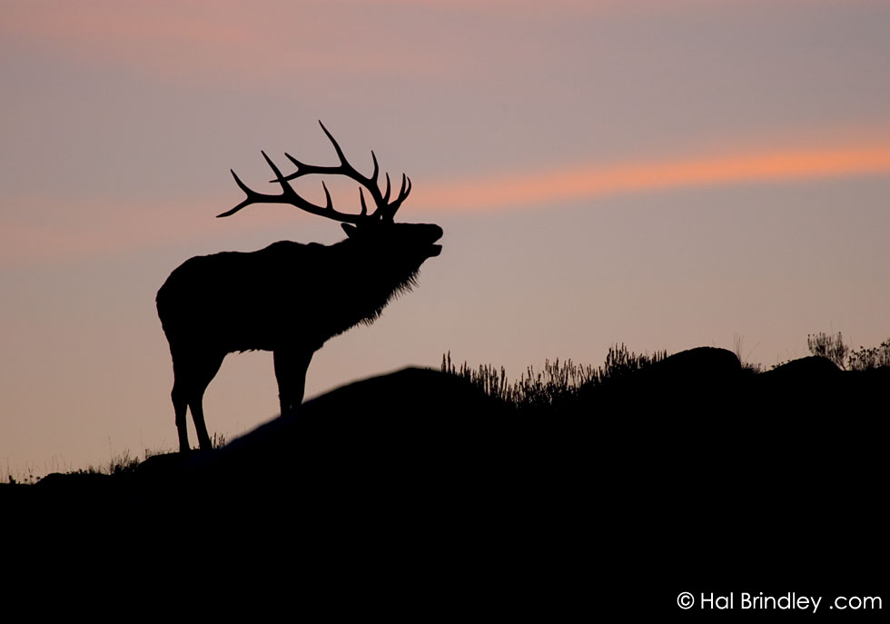 Male elk bugling at sunset in Yellowstone NP