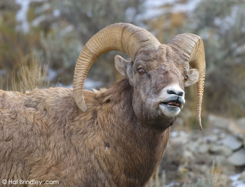 Bighorn Sheep (Ovis canadensis) Yellowstone Nat'l Park, Wyoming, USA