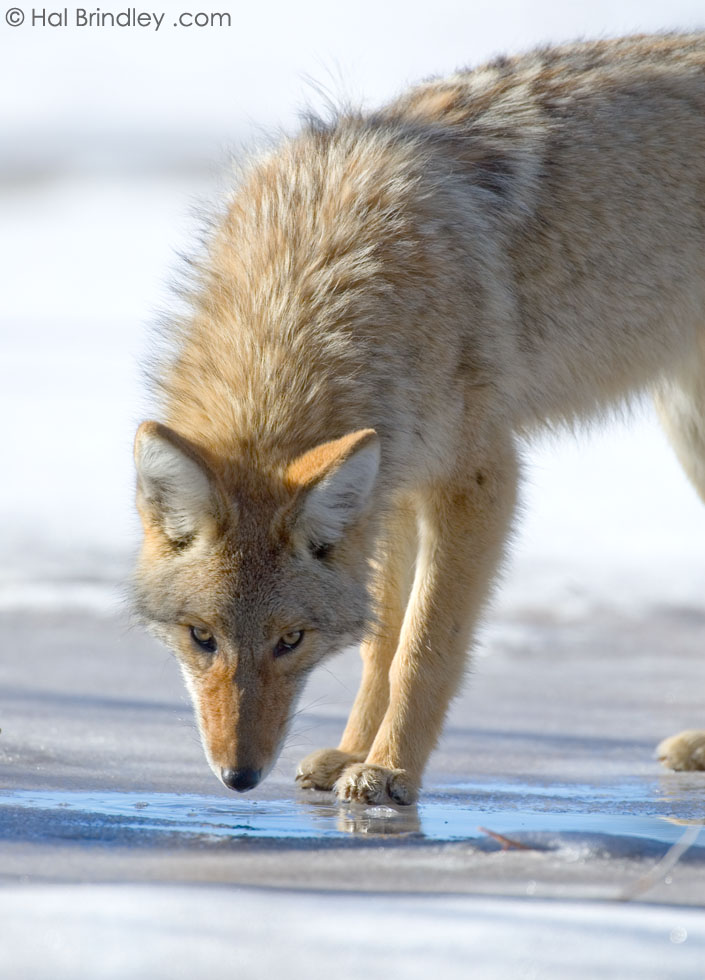 Coyote (Canis latrans) Yellowstone National Park, Wyoming, USA