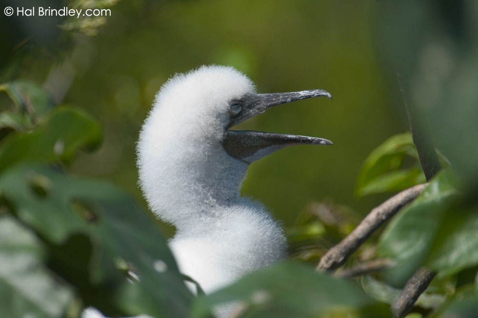 juvenile Red-footed Booby (Sula sula) Location: Half Moon Caye Nature Reserve, Lighthouse Reef, Belize © Hal Brindley