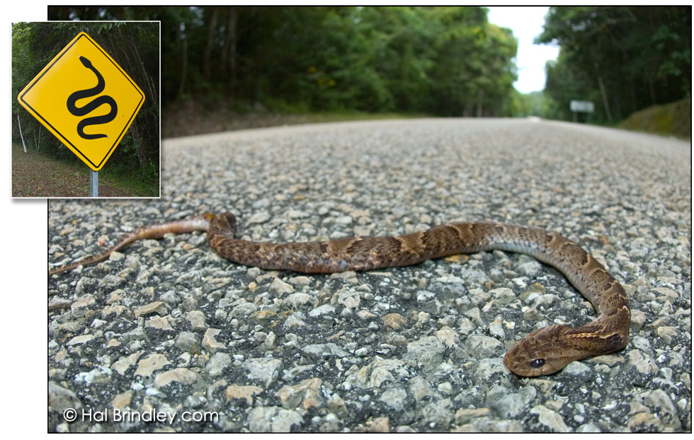 dead snake in the road and road crossing sign, Tikal National Park, Guatemala