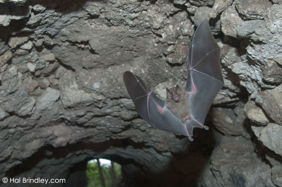 Jamaican (aka Mexican) Fruit Bat (Artibeus jamaicensis) Location: Tikal National Park, Guatemala