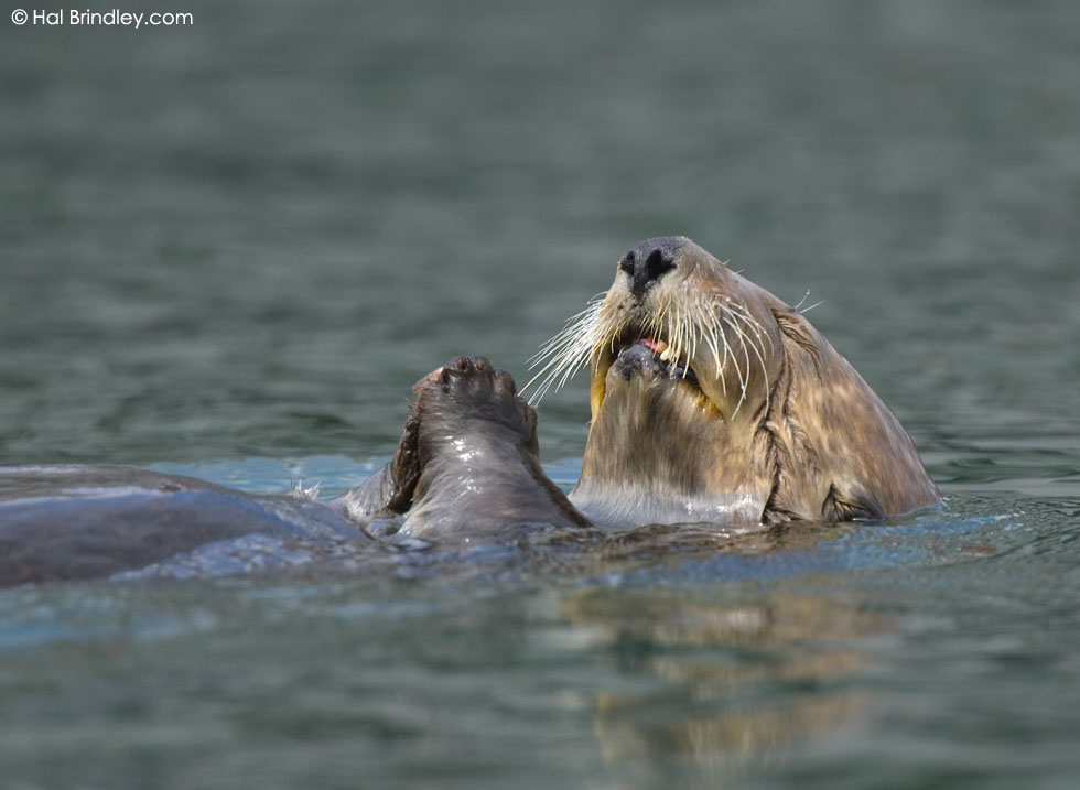 Sea otter, Morro Bay, CA