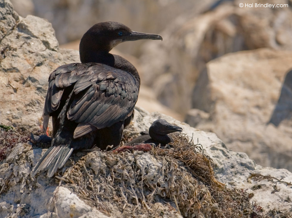 Brandt's Cormorant adult and chick in nest at sea lion rookery, Monterey, California