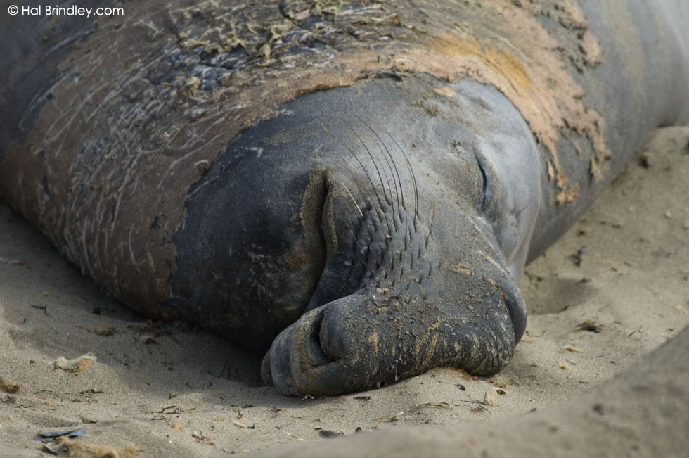 Moulting elephant seal