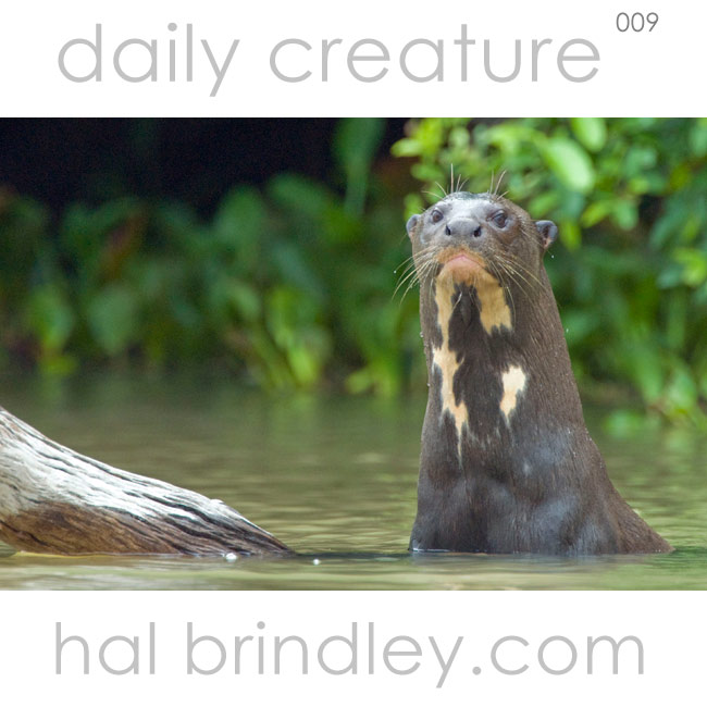 Giant Otter (Pteronura brasiliensis) Is it really a giant? Yes! This endangered species is the longest member of the mustelid family (which includes wolverines, badgers and weasels) and can grow up to 6 feet long! Photographed in the Pantanal, Brazil by Hal Brindley.