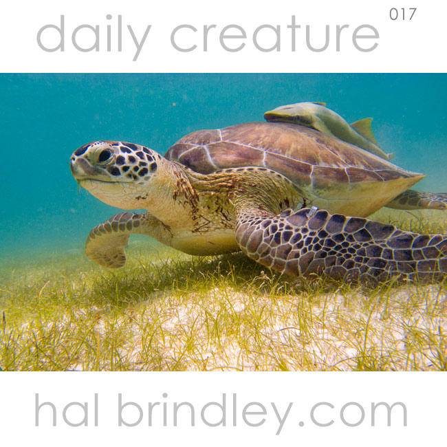 Green Sea Turtle (Chelonia mydas) eating sea grass beds in the Bay of Akumal in Mexico. The hitchhiker on its back is a remora.
