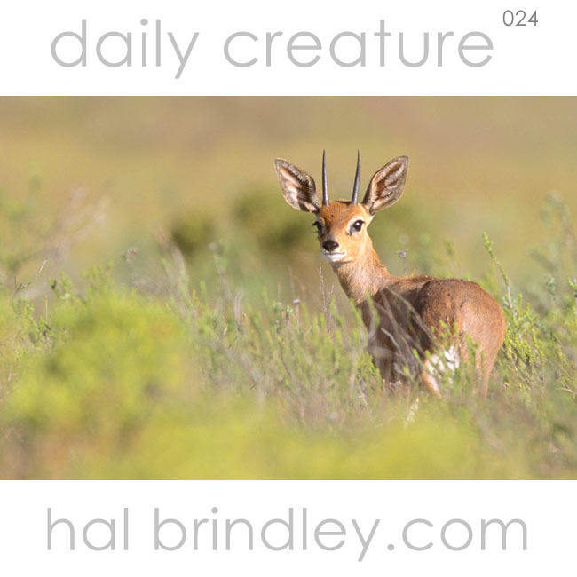 Steenbok  (Raphicerus campestris)   Photo by Hal Brindley. Bontebok NP, Western Cape, South Africa