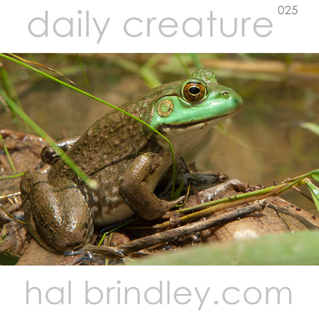 Bullfrog (Rana catesbeiana) Photo by Hal Brindley Huntley Meadows Park, Alexandria, Virginia, USA. 