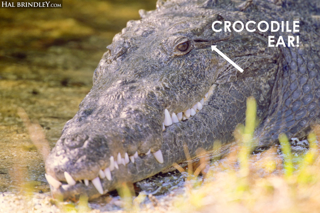 a photo of a crocodile's ear