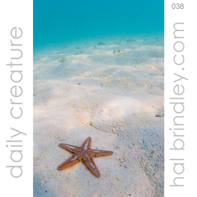 Astropecten Sea Star (Astropecten spp.) off Garden Key in the Dry Tortugas National Park, Florida Keys, USA. Photo by Hal Brindley