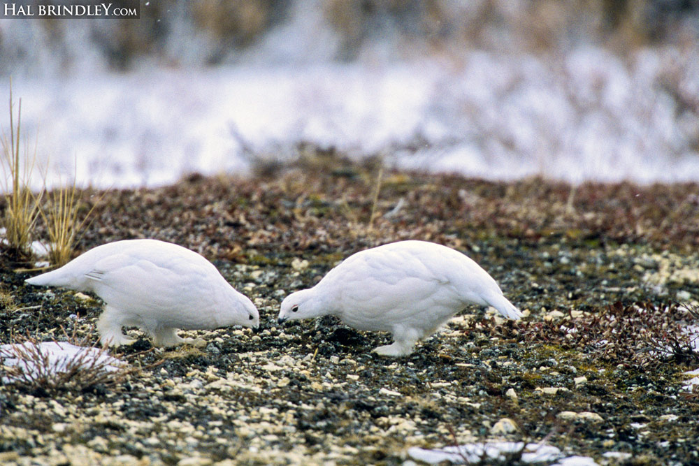 Willow Ptarmigan (Lagopus lagopus) in winter plumage. Churchill, Manitoba, Canada in late October. Photo by Hal Brindley