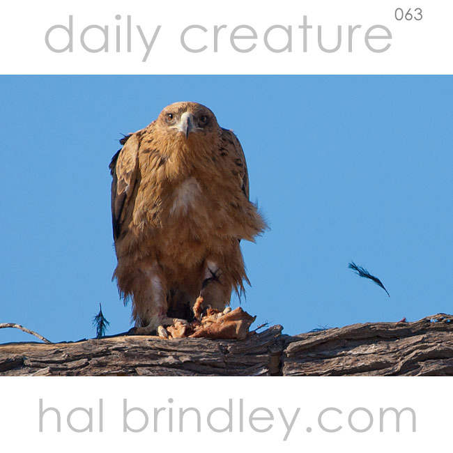 Tawny Eagle (Aquila rapax) plucking feathers from a bird in Kgalagadi Transfrontier Park, South Africa