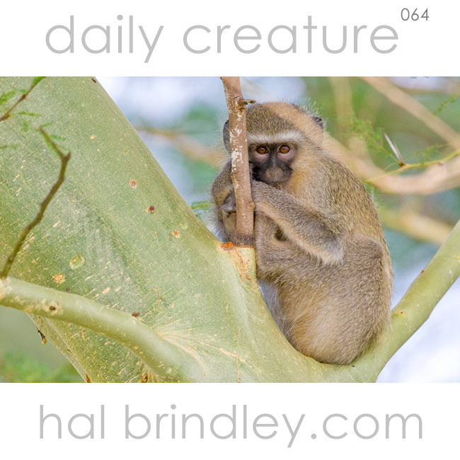 Vervet Monkey (Chlorocebus pygerythrus) near Mkuze in KwaZulu Natal, South Africa. Photo by Hal Brindley