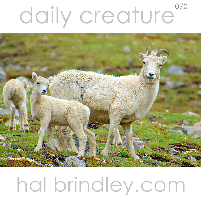 Dall Sheep (Ovis dalli) Photograph of Dall Sheep ewe and lamb taken in Denali National Park, Alaska, USA.