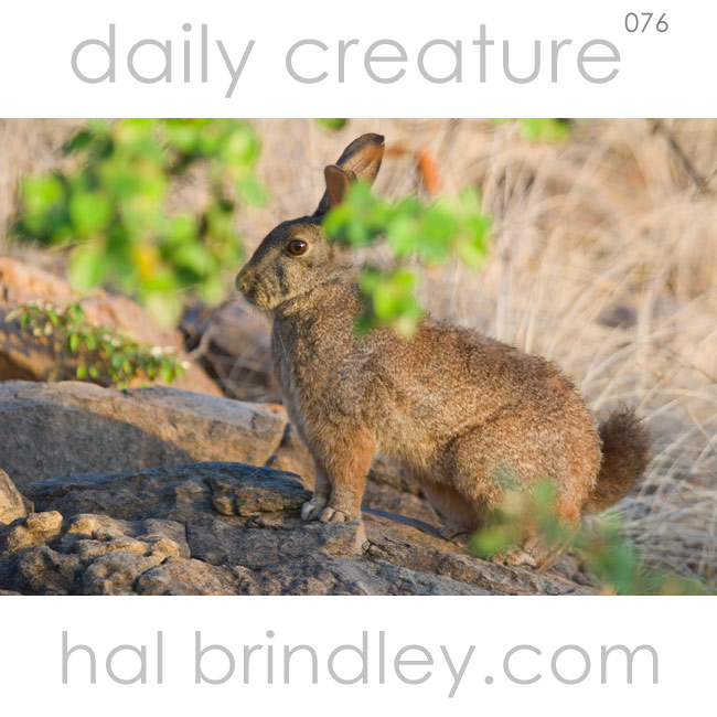 Jameson's Red Rock Hare (Pronolagus randensis) Photographed in Kruger National Park, South Africa (next to the