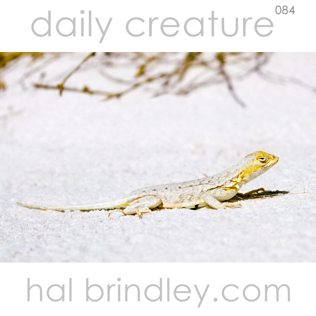 Bleached Earless Lizard (Holbrookia maculata ruthvenii), male with dark spots on side of belly. White Sands National Monument, New Mexico, USA