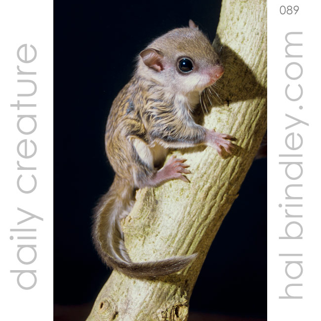 Southern Flying Squirrel (Glaucomys volans) Photographed in Chapel Hill, North Carolina, USA.