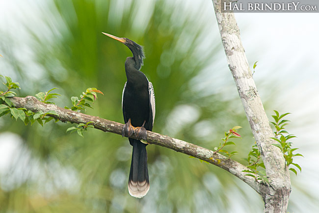 The Anhinga can be found as far south as Brazil. Photographed in Palmital, Brazil.