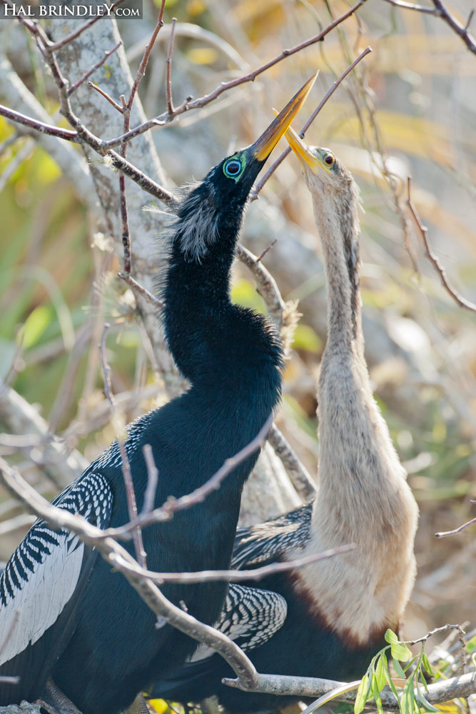 male and female Anhinga mating ritual, Everglades National Park, Florida