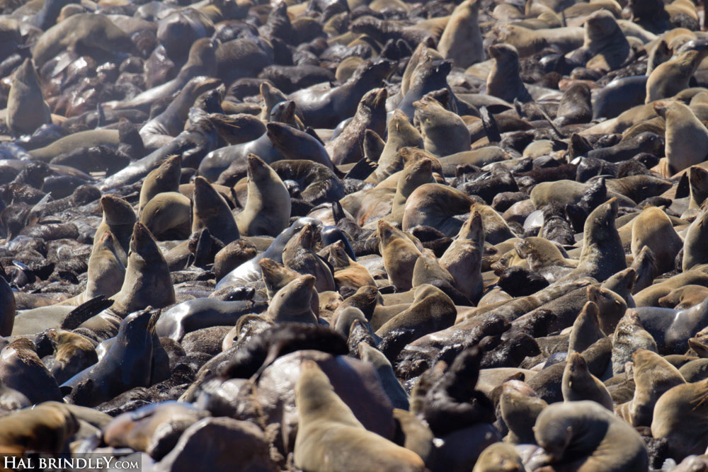 The small dark bodies are the seal pups and the larger light-colored ones are the mother Cape Fur Seals. Cape Cross Seal Reserve, Namibia