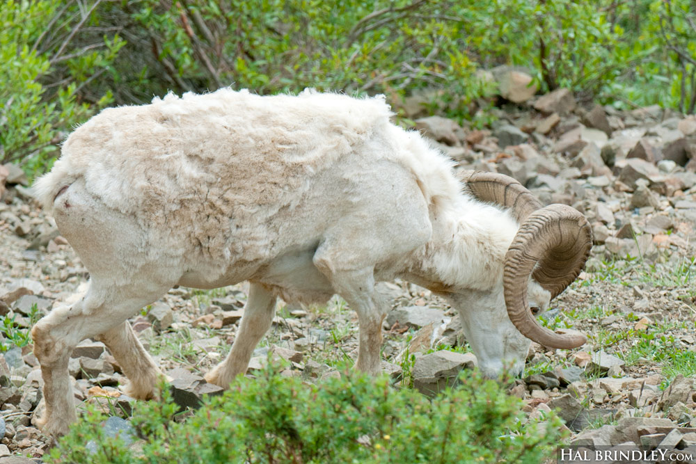 male Dale Sheep (ram) grazing. With big horns! Denali NP Alaska.
