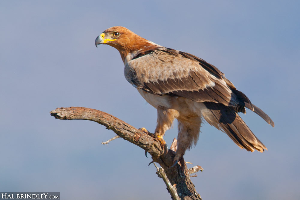 Tawny Eagle (Aquila rapax) near Mkuze in KwaZulu Natal, South Africa. Photo by Hal Brindley.