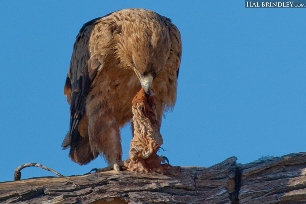 Tawny Eagle (Aquila rapax) eating from a large chunk of recently killed or scavenged bird flesh, perhaps ostrich?, Kalahari, Kgalagadi Transfrontier Park, South Africa © Hal Brindley