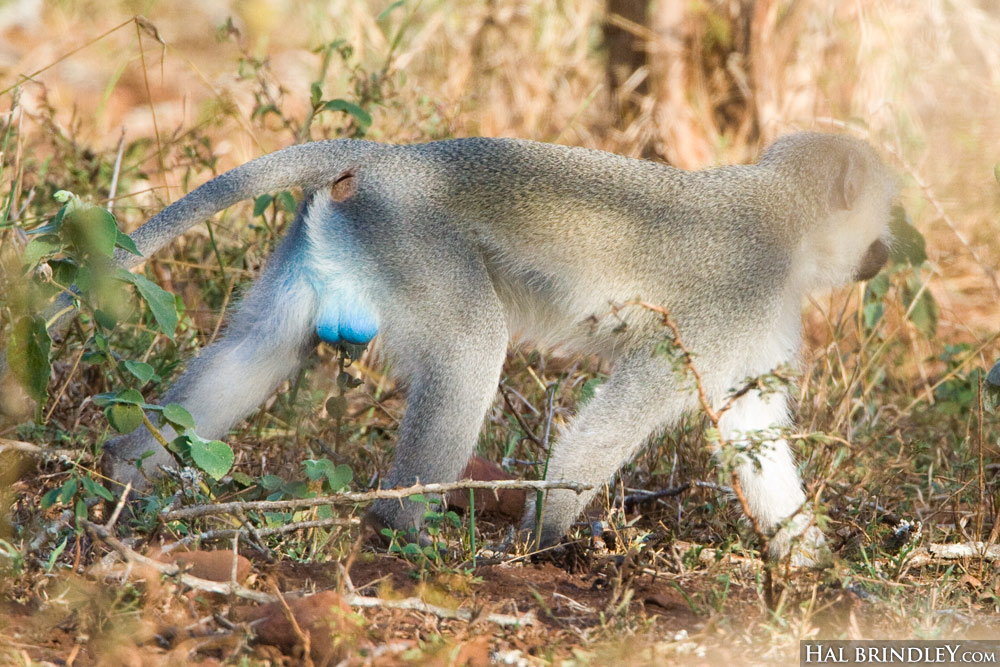 Vervet Monkey with blue balls. (Chlorocebus pygerythrus) near Mkuze in KwaZulu Natal, South Africa. Photo by Hal Brindley
