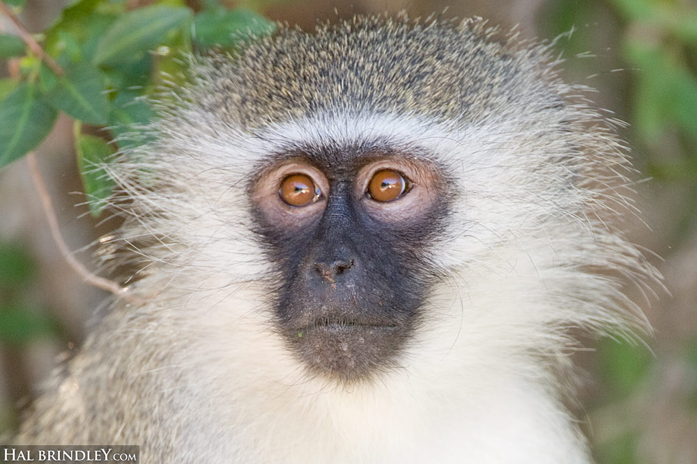 Vervet Monkey portrait. (Chlorocebus pygerythrus) Kruger National Park, South Africa.