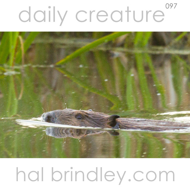North American Beaver swimming. (Castor canadensis) Photographed in Duck Mountain Provincial Park, Manitoba, Canada.