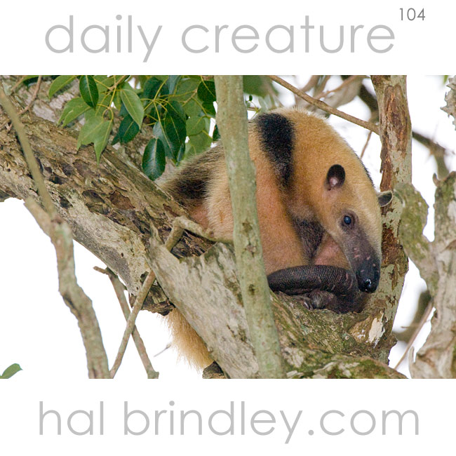 Southern Tamandua (Tamandua tetradactyla) sleeping in a tree. Photographed in the Pantanal, Brazil