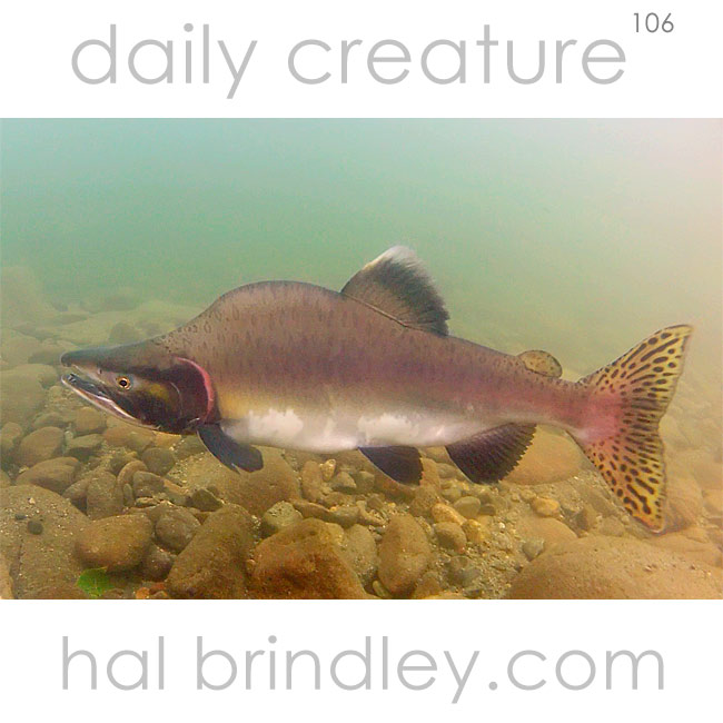 (Oncorhynchus gorbuscha) Male Pink Salmon ("humpie") in spawning phase, photographed in the Atnarko River, Tweedsmuir Provincial Park, British Columbia, Canada.