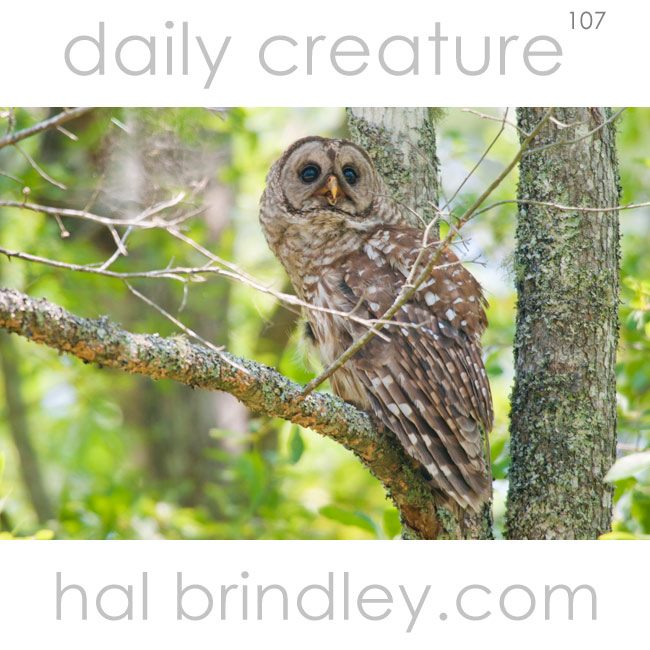 Barred Owl (Strix varia) photographed in a tree in the Alligator River National Wildlife Refuge in North Carolina, USA.