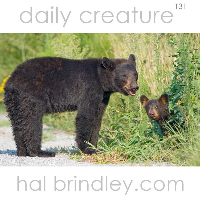American Black Bear (Ursus americanus) Mother and cub, photographed in the Alligator River National Wildlife Refuge, North Carolina, USA.
