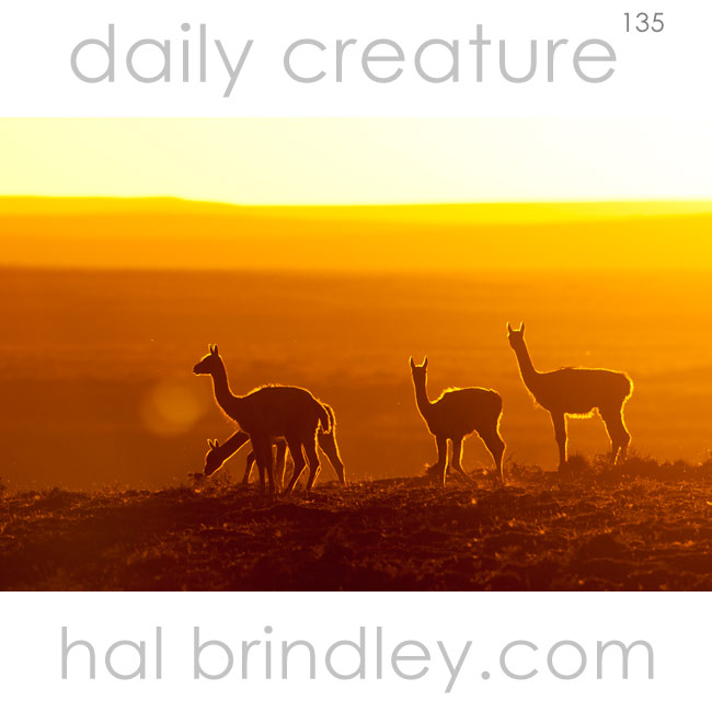 Guanaco (Lama guanicoe) silhouettes at sunset. Photographed in Tierra Del Fuego, Chile.