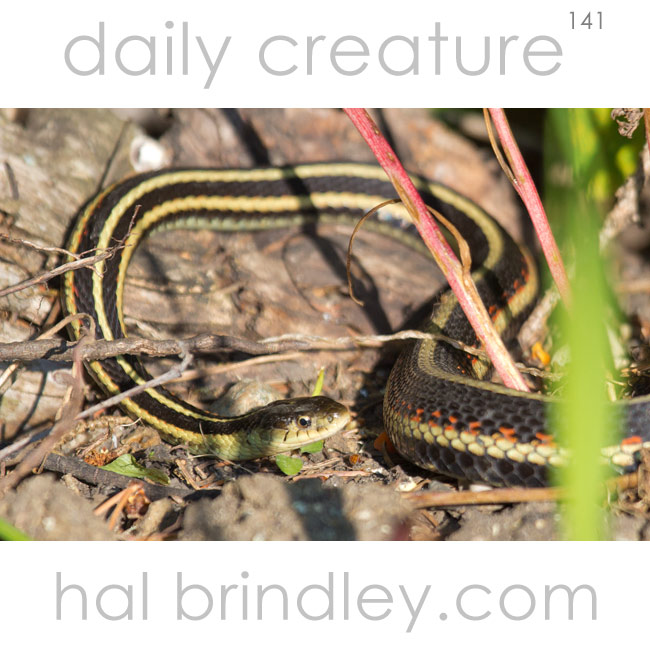 Red-sided Garter Snake (Thamnophis sirtalis parietalis) Photographed in Riding Mountain National Park, Manitoba, Canada.