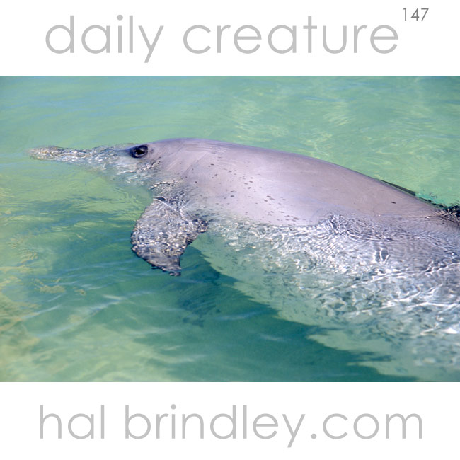 Indo-Pacific Bottlenose Dolphin (Tursiops aduncus) Monkey Mia Reserve, Shark Bay, Western Australia