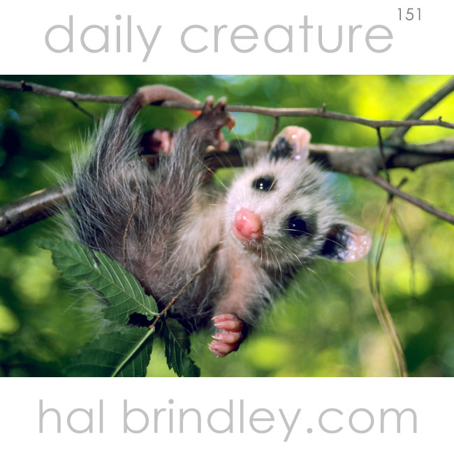 Virginia Opossum (Didelphus virginiana) orphan, patient at wildlife rehabilitation center in Mebane, North Carolina, USA.