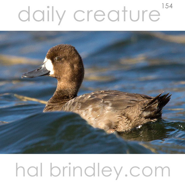 Lesser Scaup (Aythya affinis ) female, swimming in Crystal River, Florida, USA.