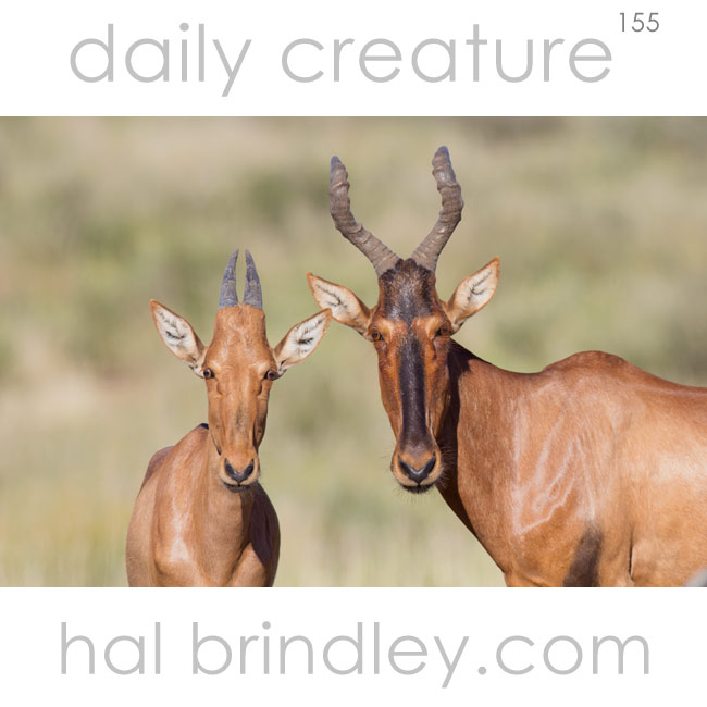 Hartebeest (Alcelaphus buselaphus) Mother and calf. Photographed in Kgalagadi Transfrontier Park, Kalahari Desert, South Africa