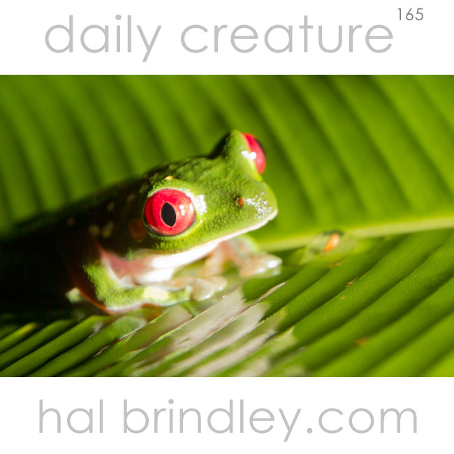 Red-eyed Tree Frog (Agalychnis callidryas) photographed in Carate, Osa Peninsula, Costa Rica